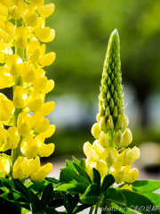 れもんいえろう