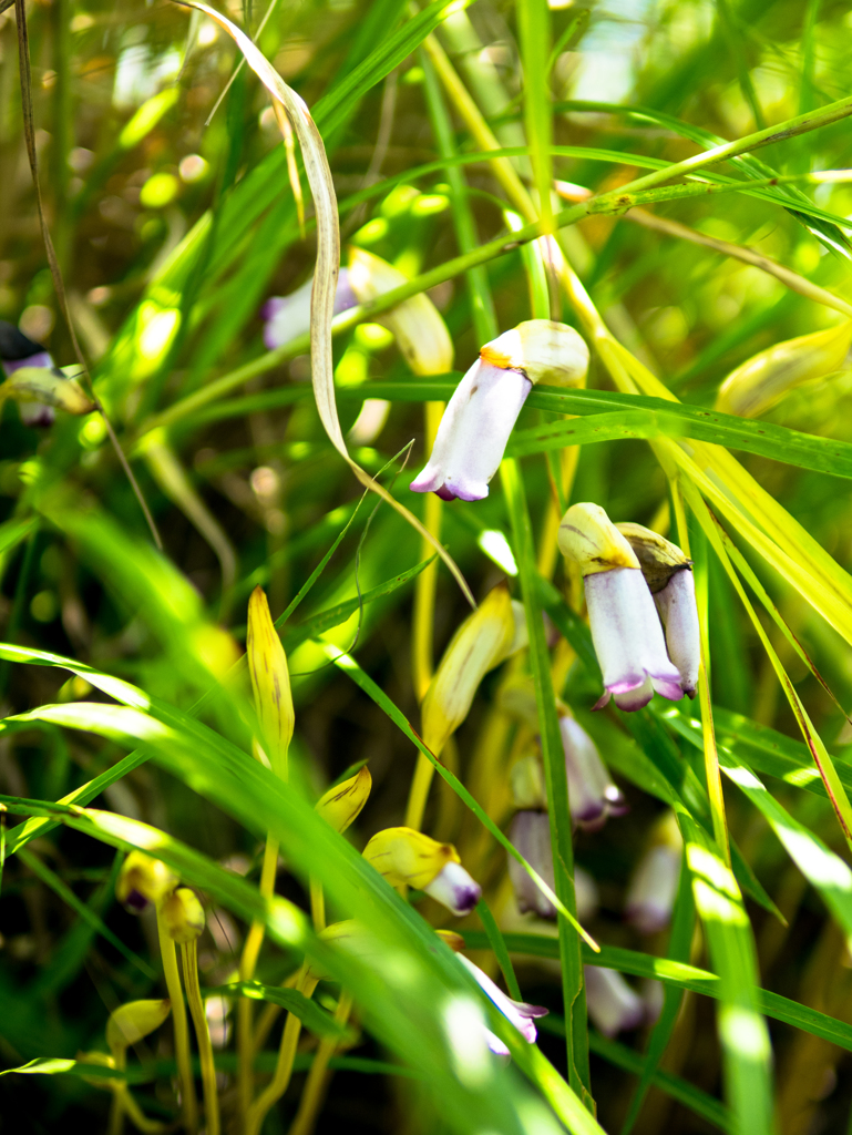 ナンバンギセル