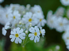 君を想いだせば