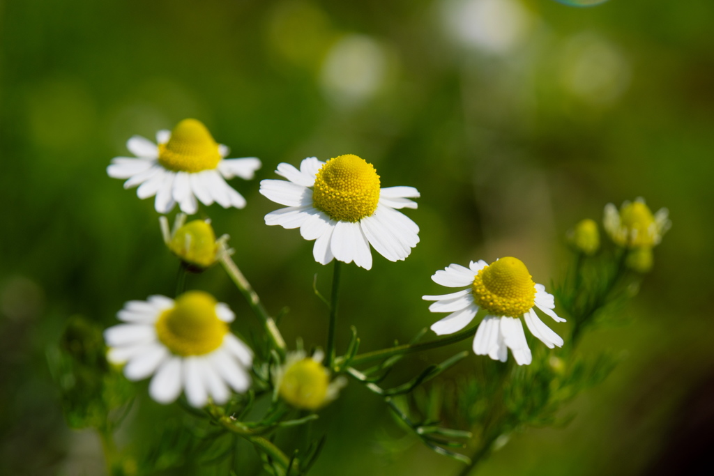ピン頂きました