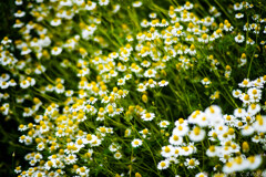 約束はできないけど