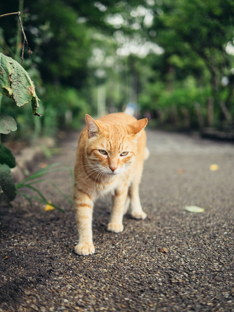 夏の魔物Ⅳ