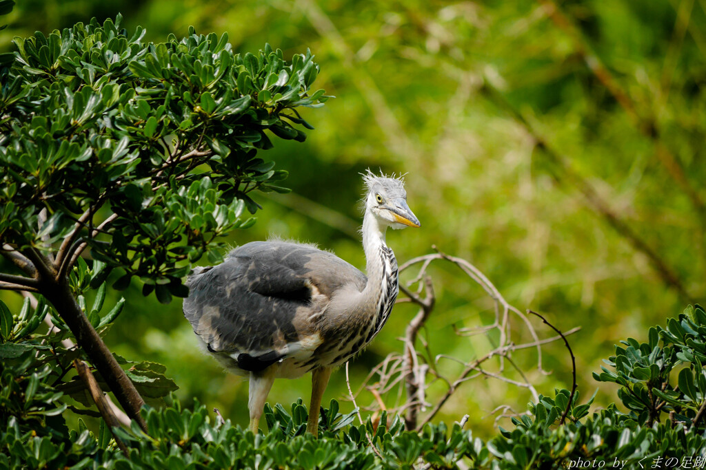 木の上の駝鳥