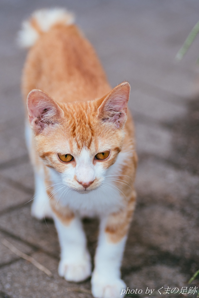 そろりそろりと