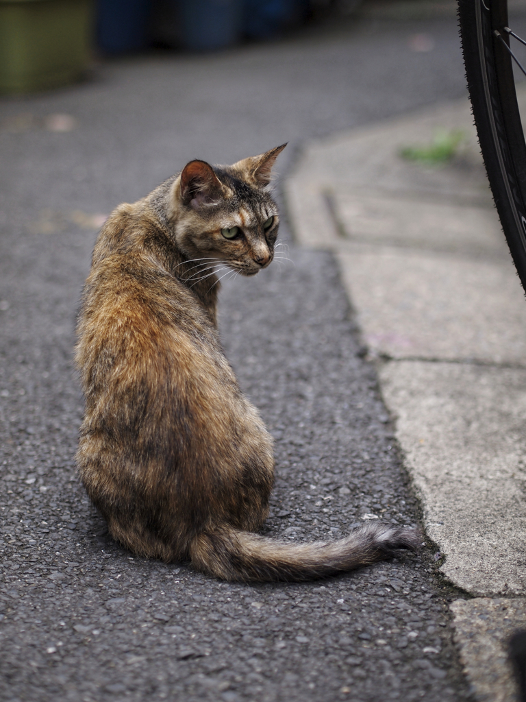 見返りにゃんこ