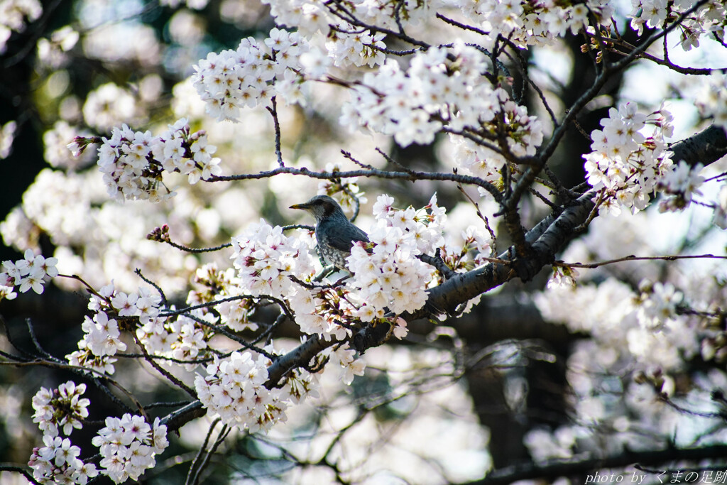 桜雲