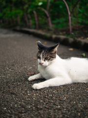 夏の魔物Ⅲ