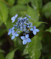 Blue Rain