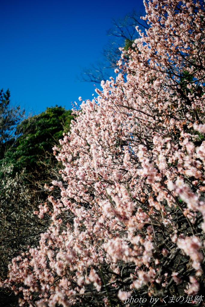 梅、雪崩れて