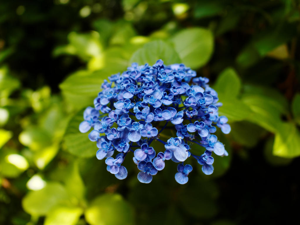 僕のコダクローム