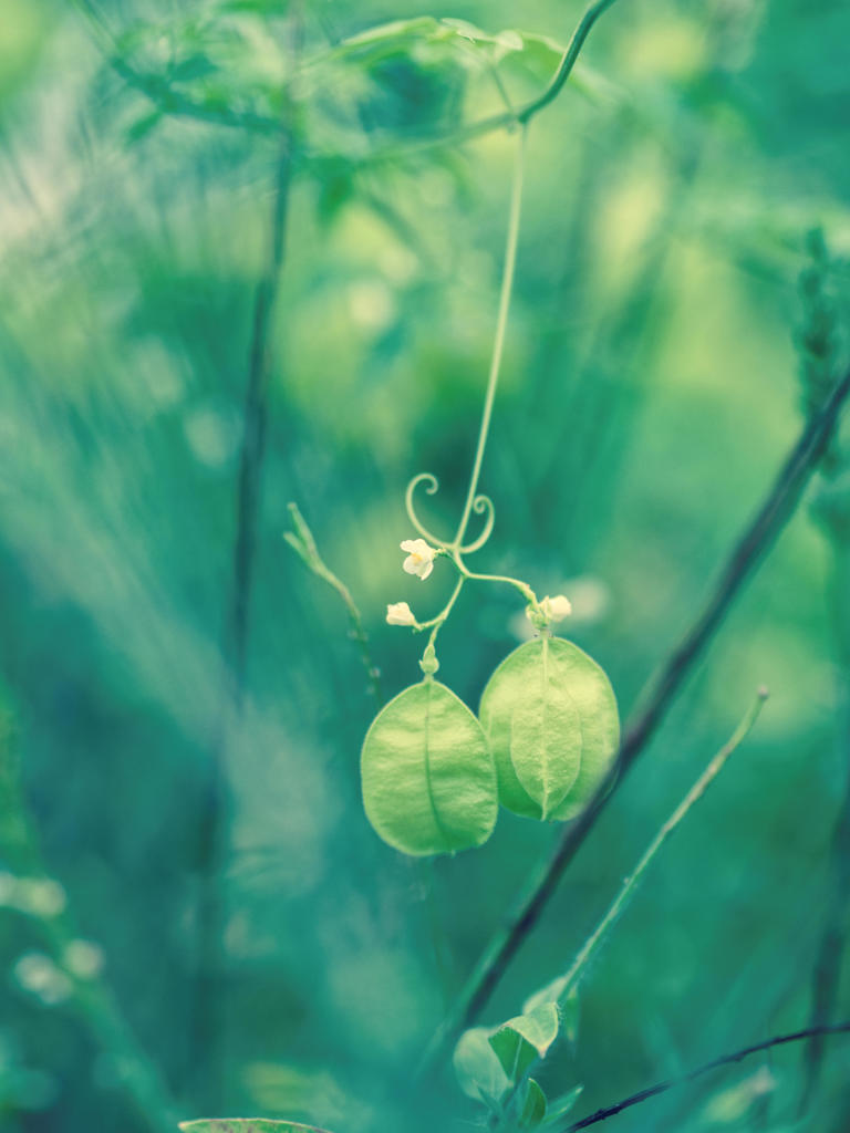 ふうせんかずら