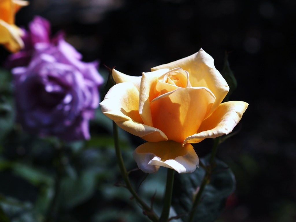 rose-garden ⅩⅢ
