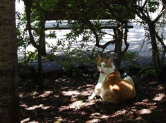梅雨の中休み