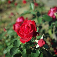 Autumn rose ⅡⅩⅣ