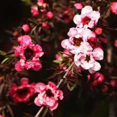 初夏の彩り ⅩⅩⅢ