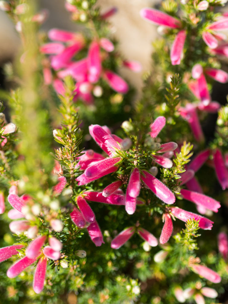 おもろかわいい