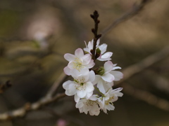 秋に咲く