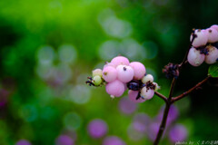 おいしそうな色