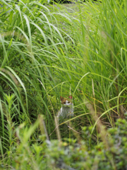 夏草の夢