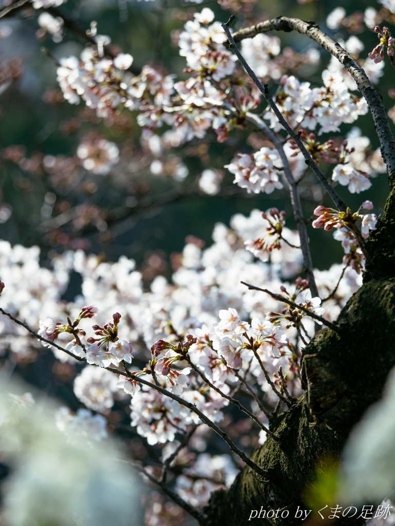3月さくら