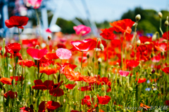 赤いじゅうたん