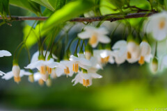 白い雨の降る