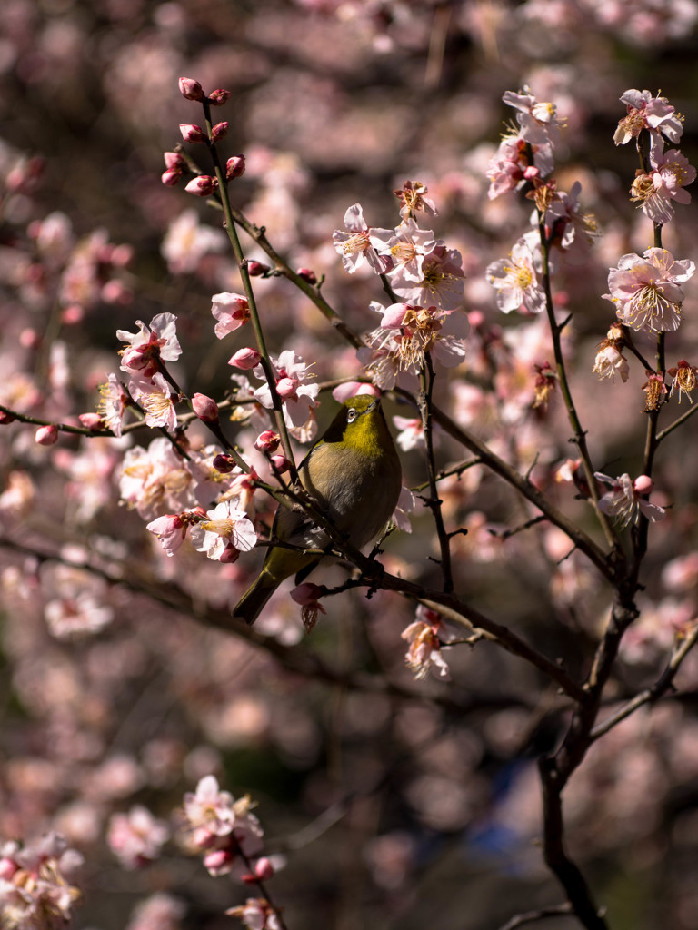 春をついばむ