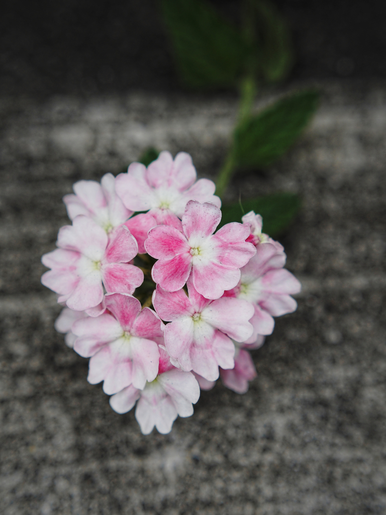 朝撮り　Ⅰ