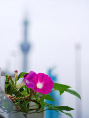 ツリーと２ショット