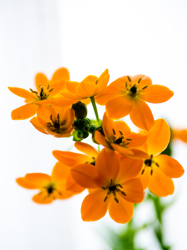 オモイオモイニ