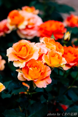 過ぎ去りし情熱