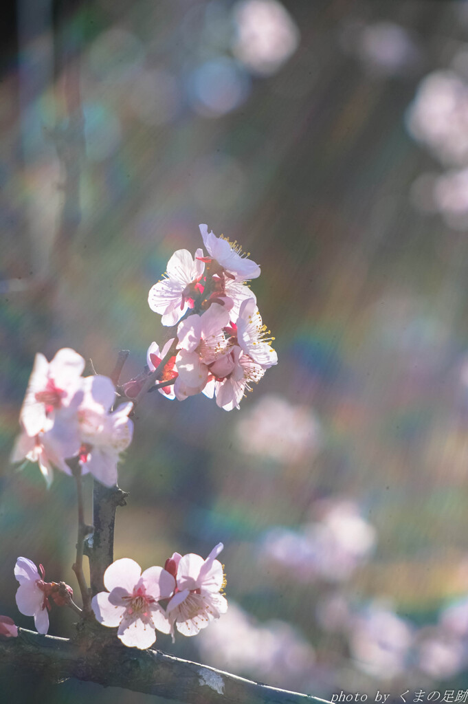 シャインシャワー