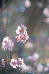 シャインシャワー