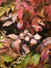 春の雫ⅩⅡ