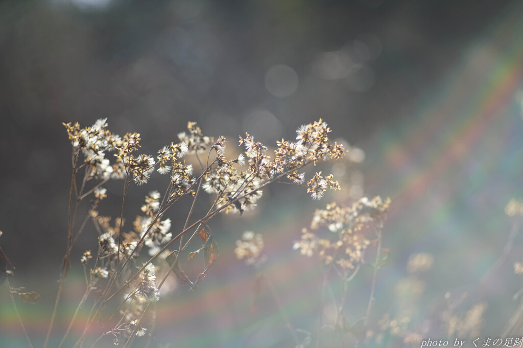 戯れに：jupiter-37A 3.5-135
