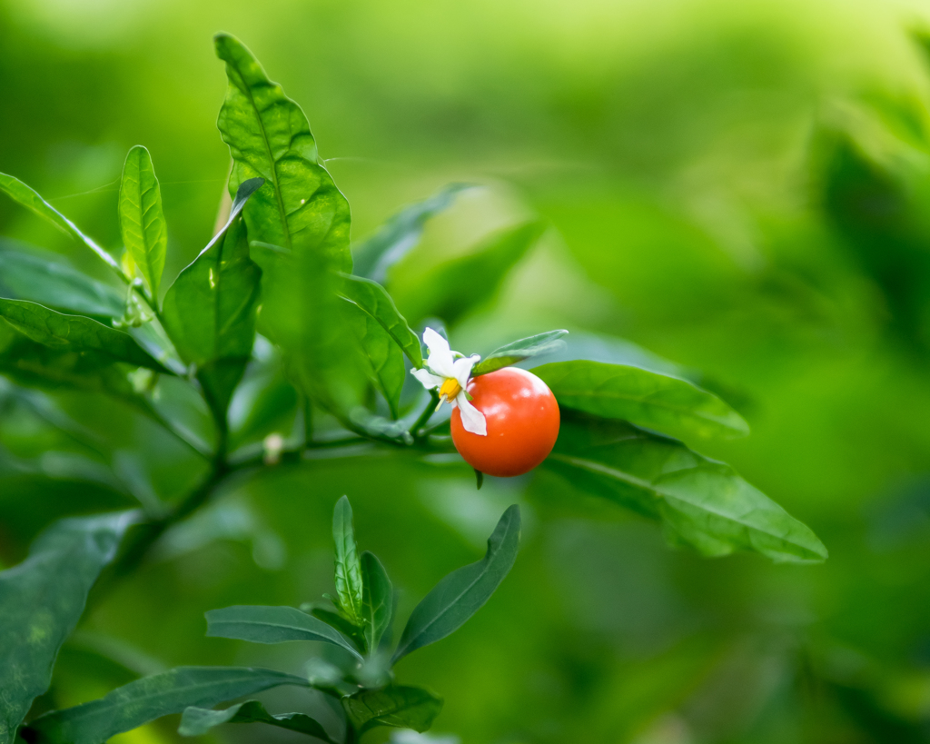 サンゴの花飾り（改題）