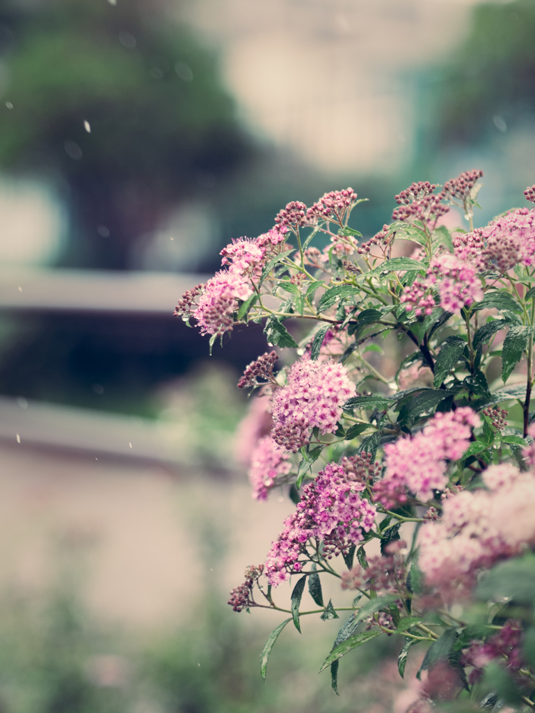 遅かった梅雨