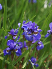 過ぎし５月を愛でる Ⅳ