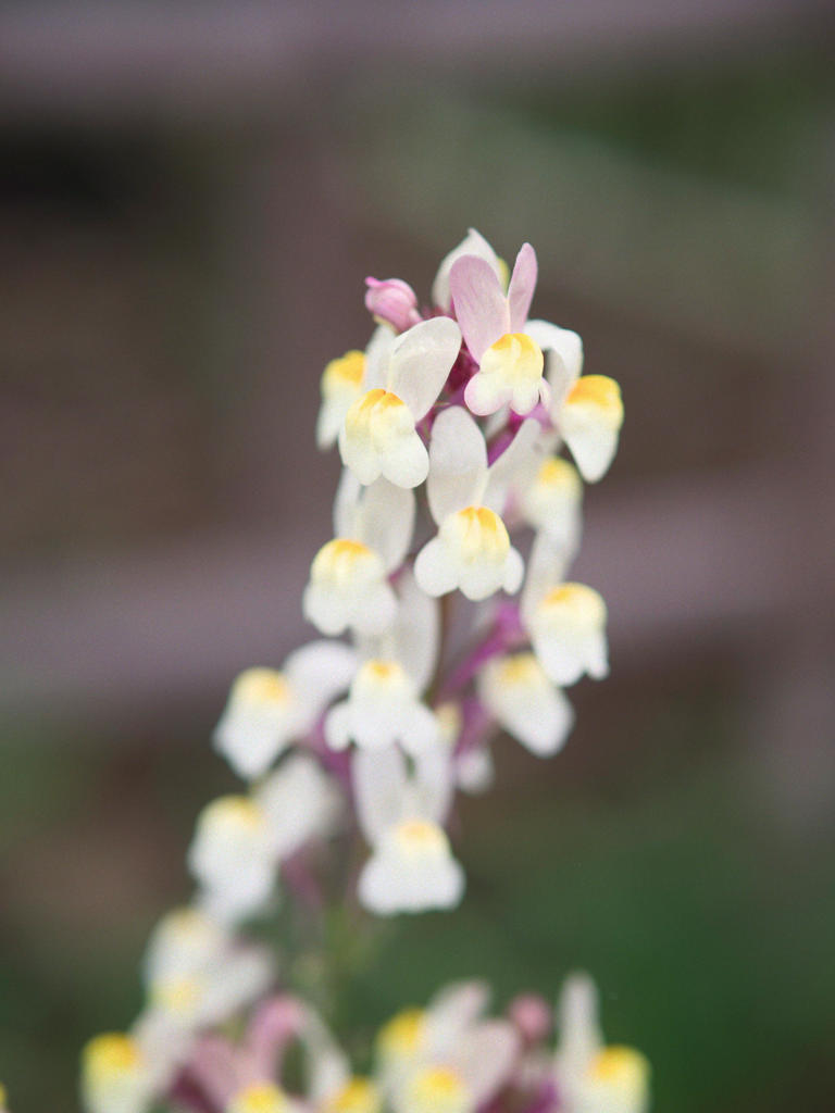 うさぎのダンス