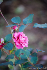 いましばらくの