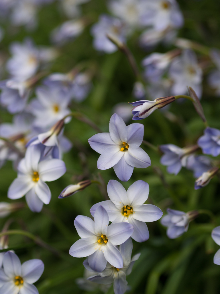 咲きます・咲きます!!