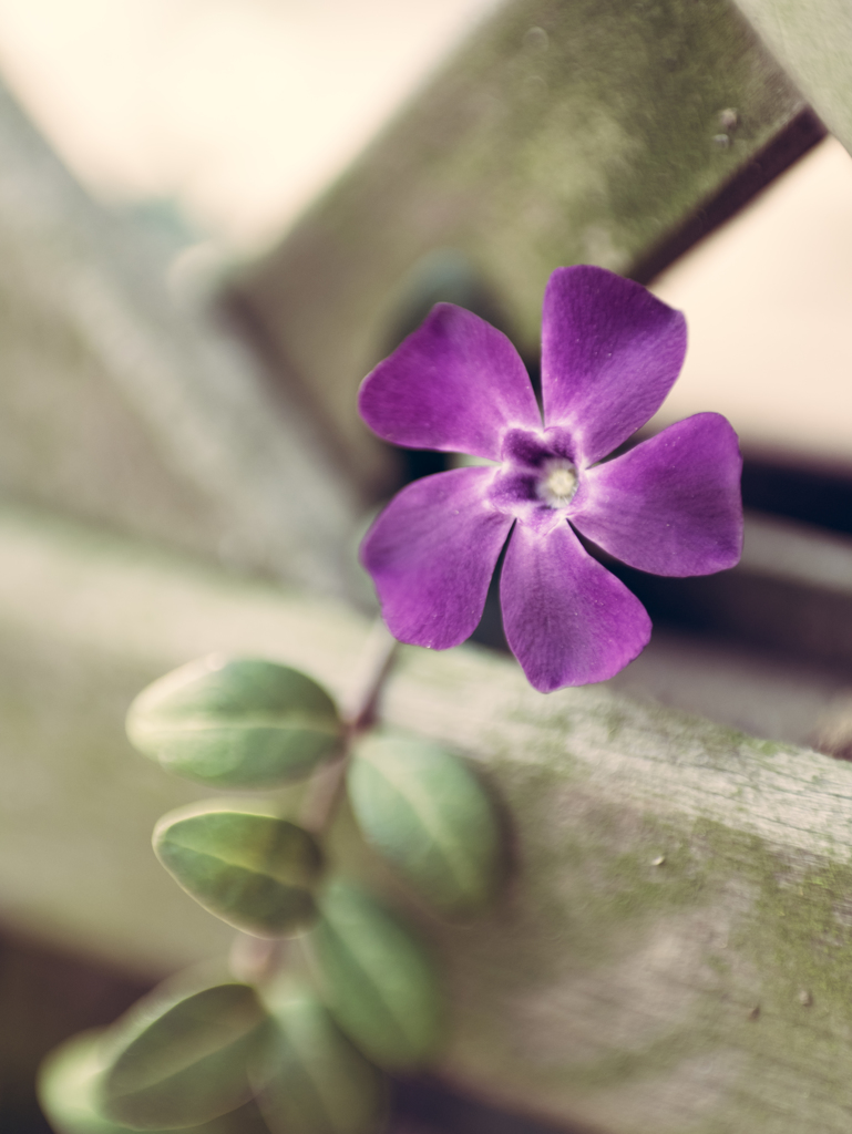 ひそやかに咲く