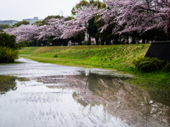 無情だけどやさしい雨