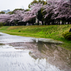 無情だけどやさしい雨