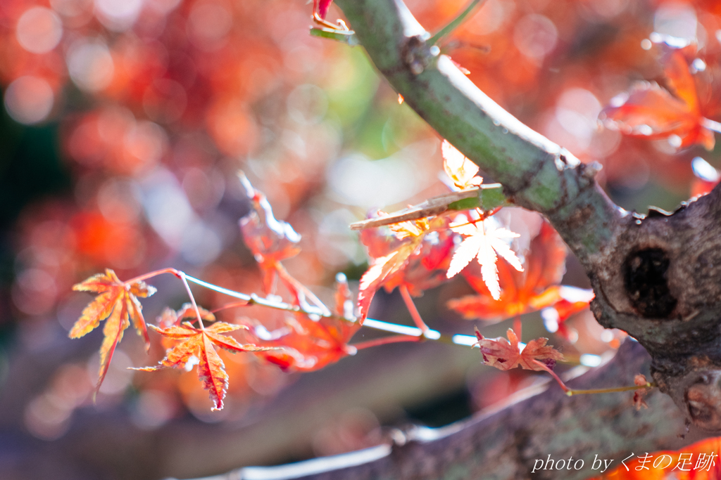 紅白玉ボケ合戦
