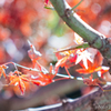 紅白玉ボケ合戦