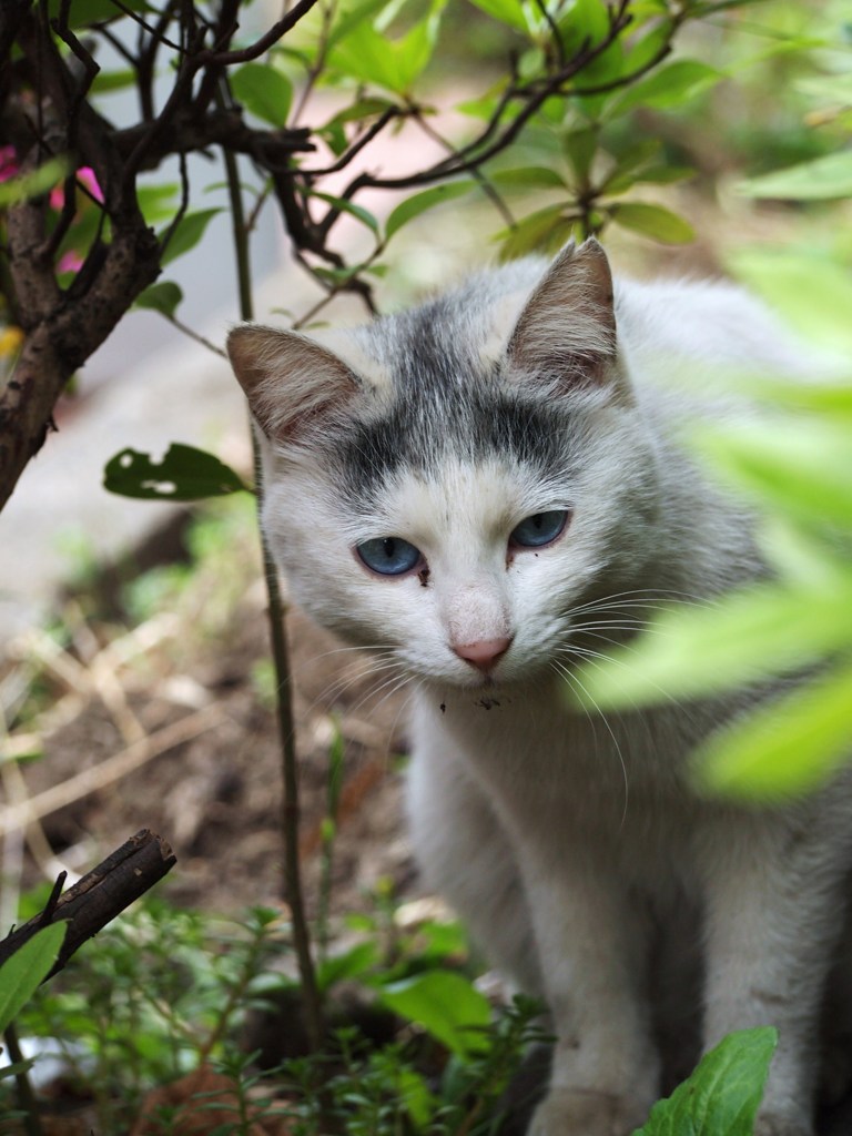 初夏のひととき Ⅶ