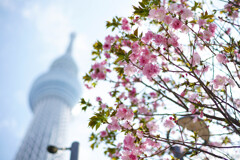 Under the Sakura Tree