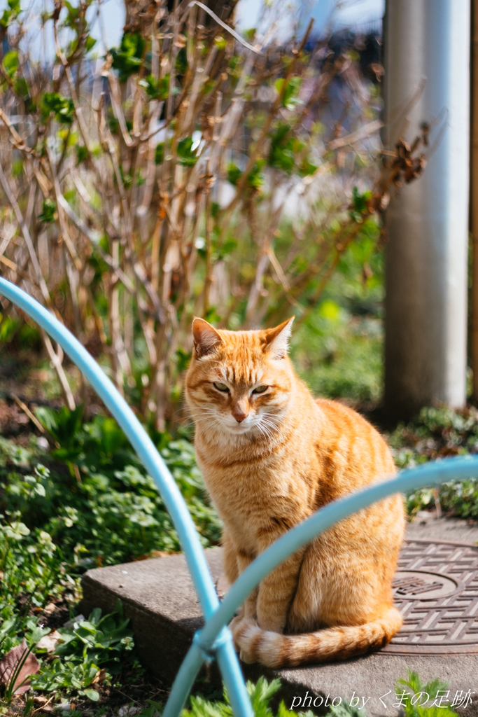 ねこという存在