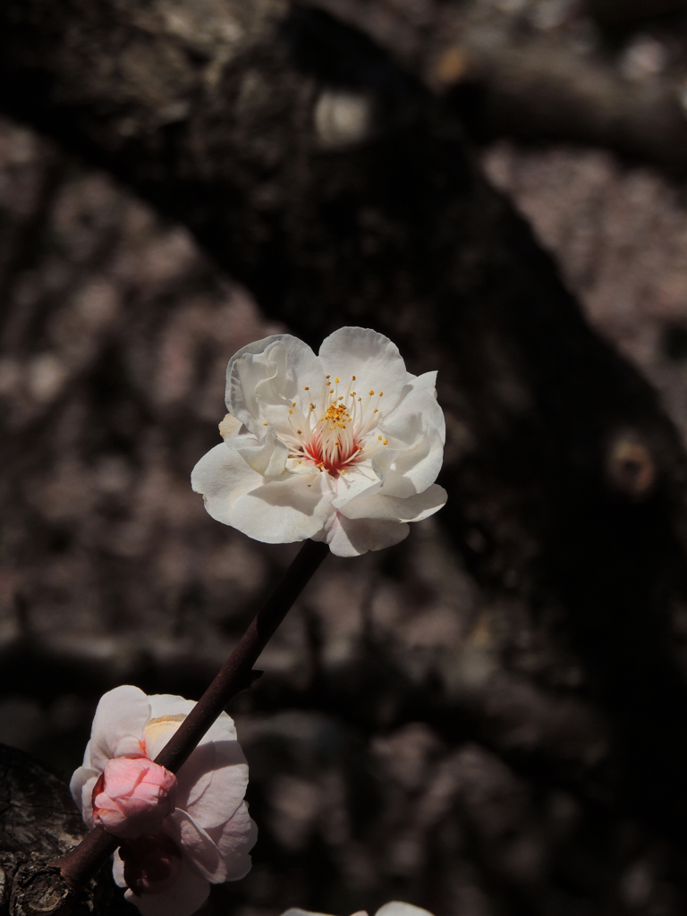 春一輪